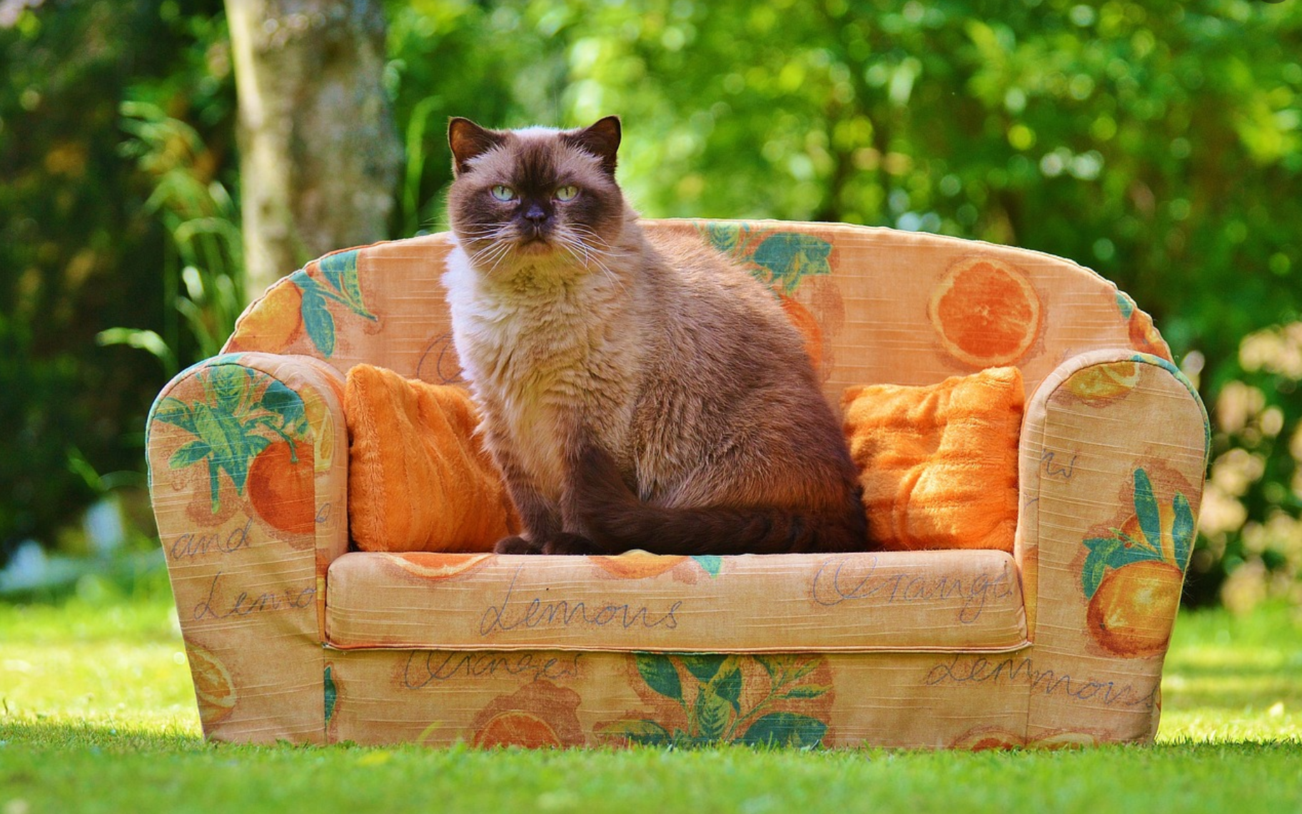 風水リビングまとめ リビング２０２２ 位置 テレビ 観葉植物 ソファ色 熱海風水 グリーン